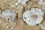 Fossil Crinoid Plate - Missouri #103521-1